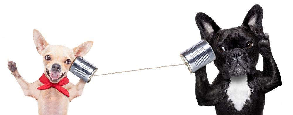 petJungle veterinarska ambulanta