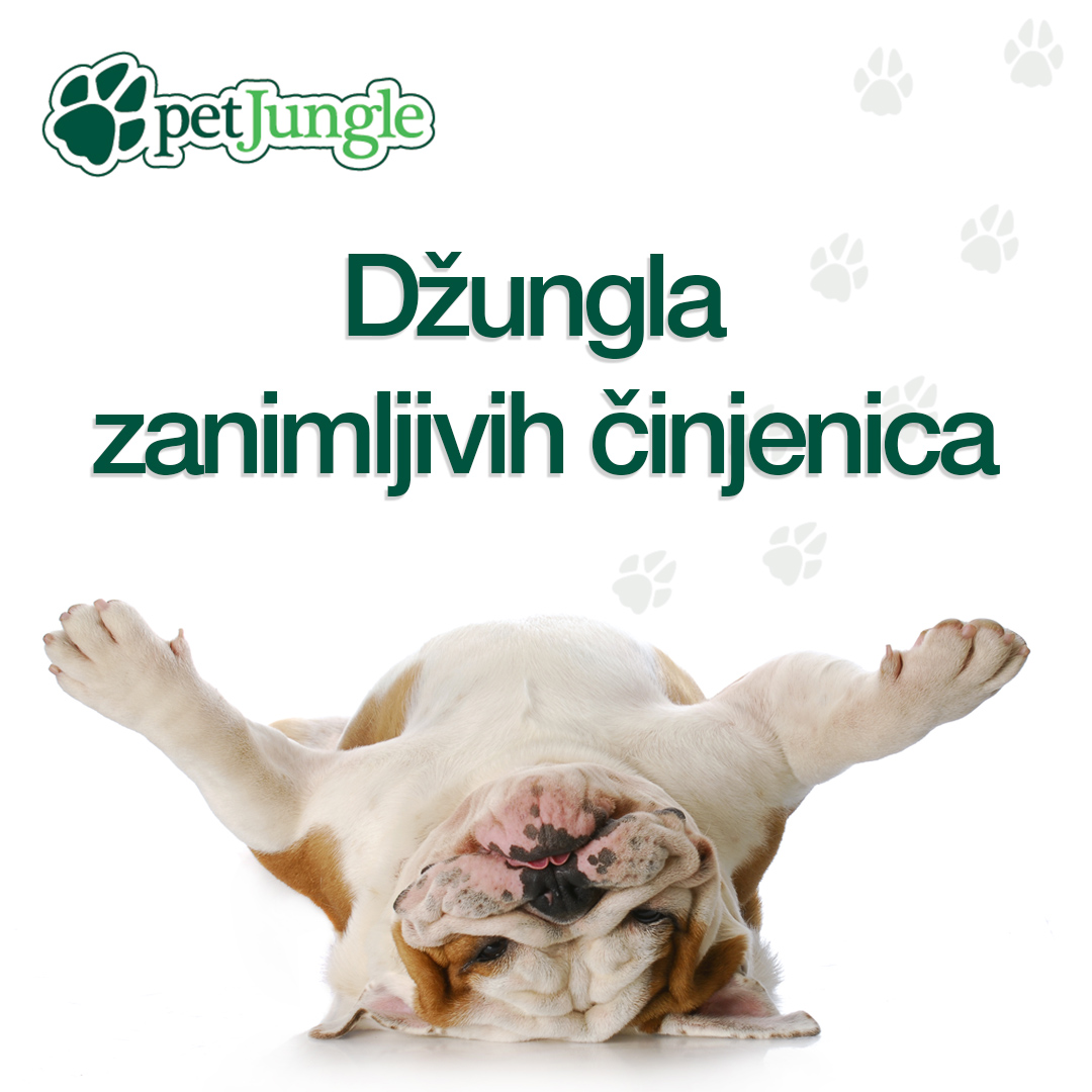 Džungla zanimljivh činjenica o psima