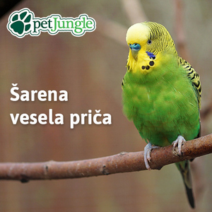 Tigrice kućni ljubimci