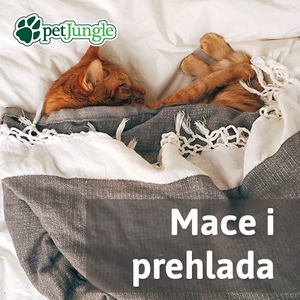 Prehlada kod mačaka