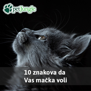 Mačke i vlasnici