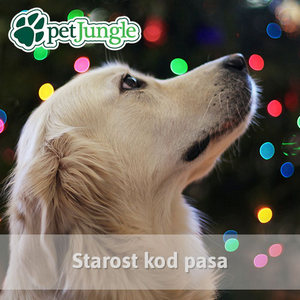 Starost kod pasa