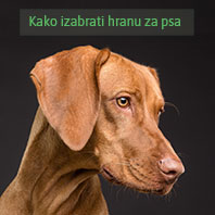 Pravi izbor hrane za vašeg psa