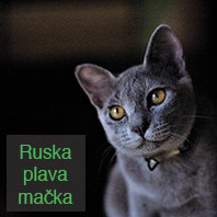 Ruska plava mačka