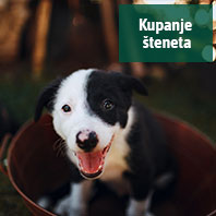 Štene i kupanje