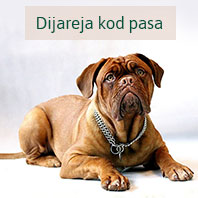 Dijareja kod pasa